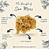 Organic Gold Sea Moss Whole Sale 5lb & 10lb