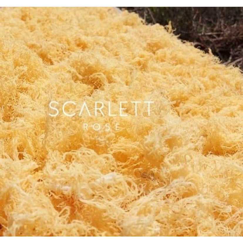 Organic Gold Sea Moss Whole Sale 5lb & 10lb